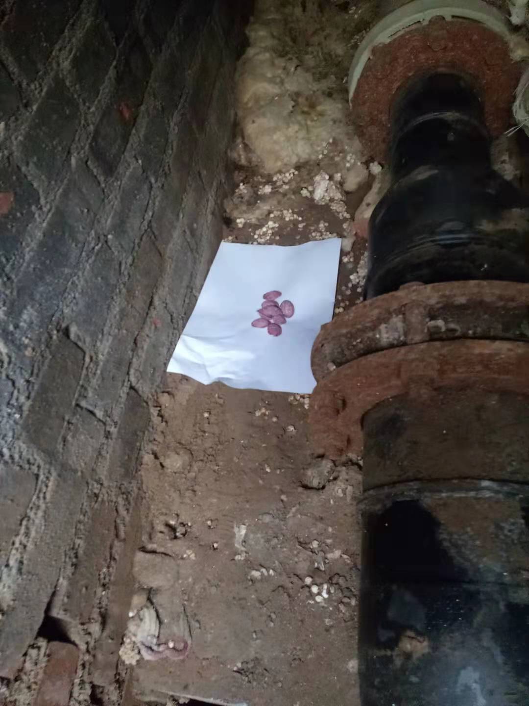 投放粘鼠板4.jpg